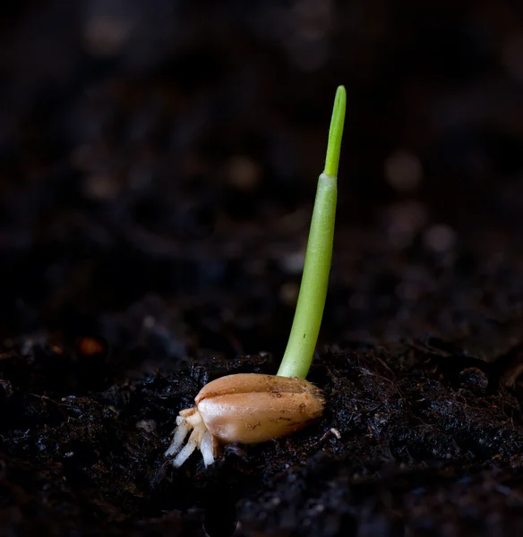 Grain Stock Image