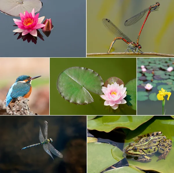 Garden pond collage Stock Image