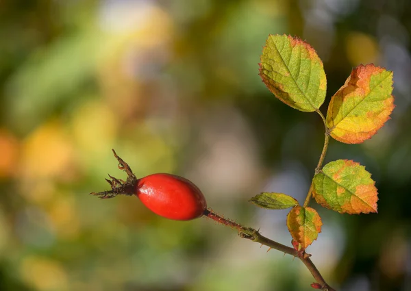 Rosehip — Stock Photo, Image