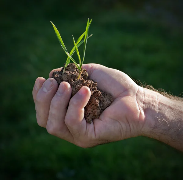 Piantine di frumento — Foto Stock