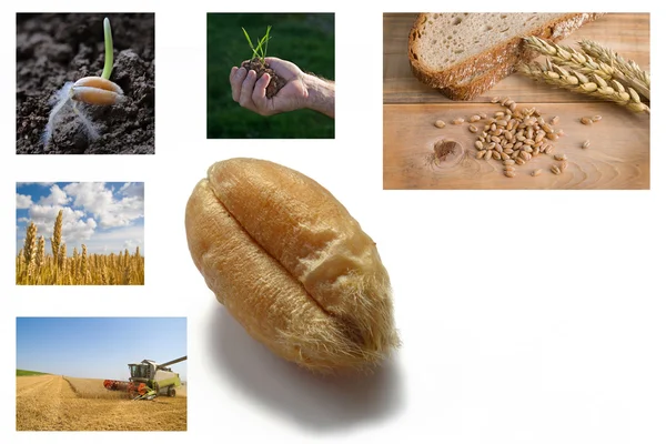 От зерна пшеницы до хлеба — стоковое фото