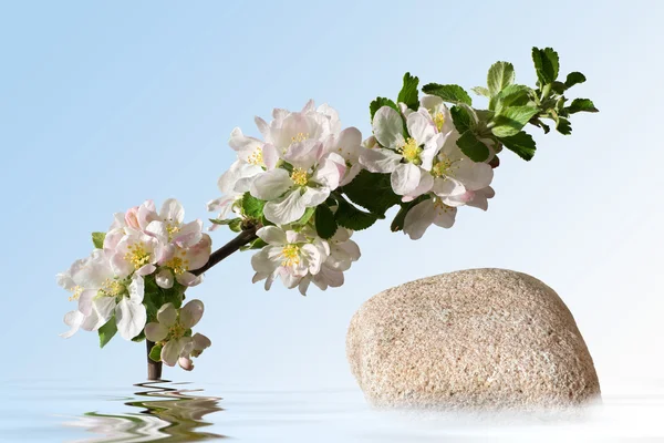 Florece con agua —  Fotos de Stock