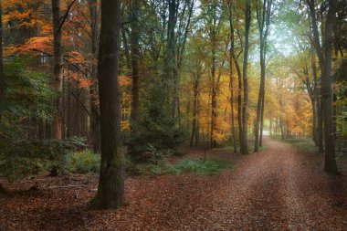 Kartal tehdit bulutlarının önünde uçar