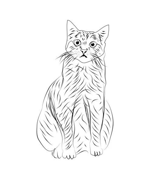 Katzen-Cartoon — Stockfoto