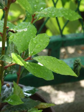 damla su yaprak üzerinde