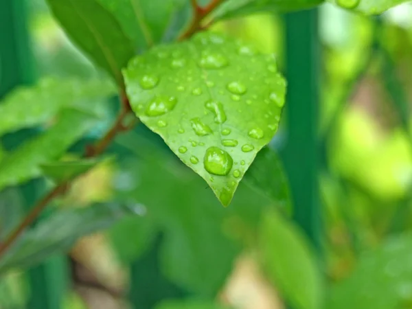 Drops water on leaf — Stock Photo, Image