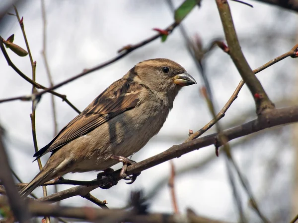 Sparrow na stromě — Stock fotografie