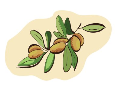 argan meyve dalı