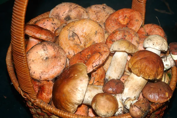 taze çekilmiş kırmızı ve beyaz mantar sepeti