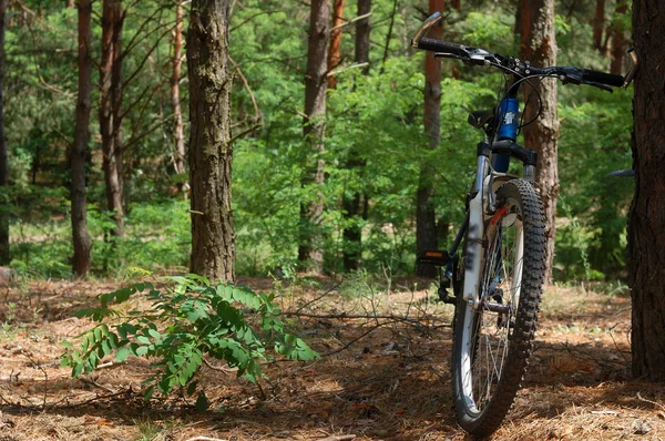 Bicicletta nel bosco — Foto Stock