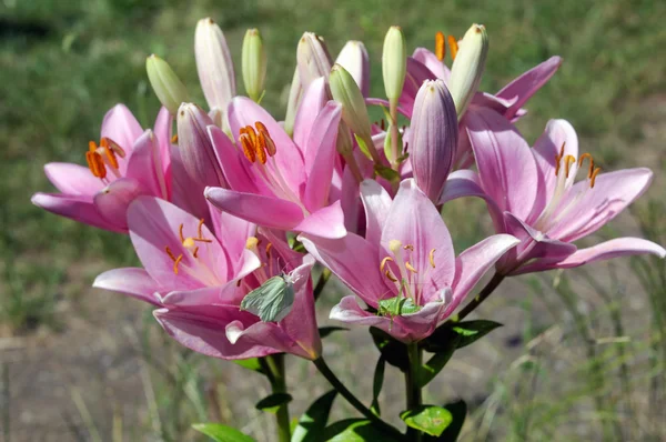 büyük pembe lilyum