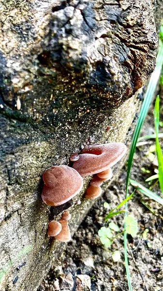 Junge Pilze Auf Einem Alten Nassen Baum — Stockfoto