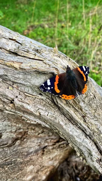 Kelebek Amiral kuru bir ağaç gövdesinde