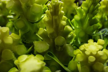 Taze yeşil brokoli saplı sebzeler. Kapatma arkaplanı.