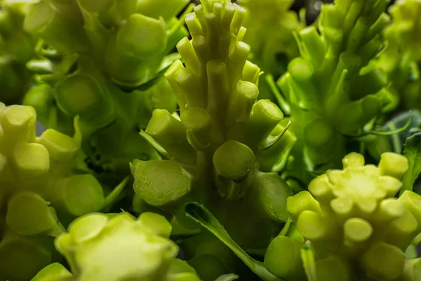Taze yeşil brokoli saplı sebzeler. Kapatma arkaplanı.