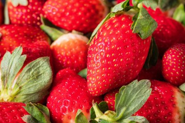 Taze ve olgun çilekler. Arka plan yakın plan..