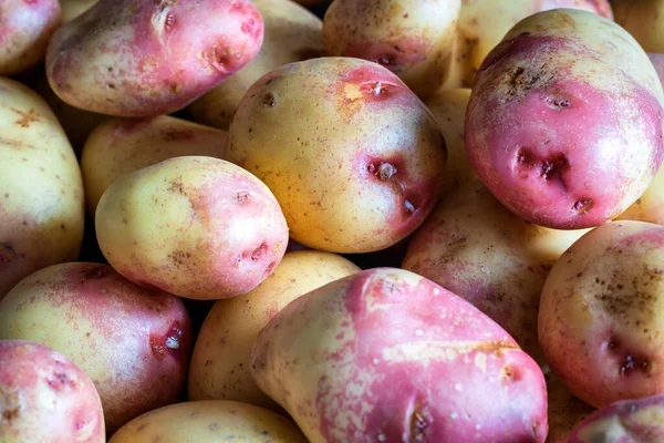 Frisch Gewaschene Rohe Kartoffeln Hintergrund Nahaufnahme — Stockfoto