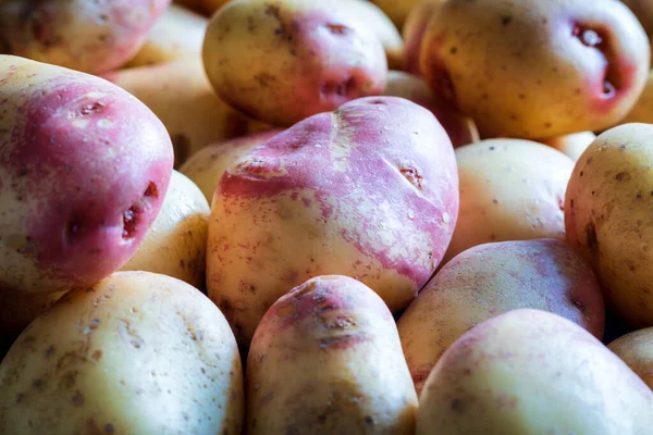 Reife rohe Kartoffeln Hintergrund Nahaufnahme — Stockfoto