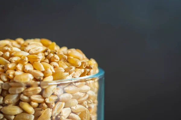 Зерно пшениці всередині скляної банки для зберігання крупним планом — стокове фото
