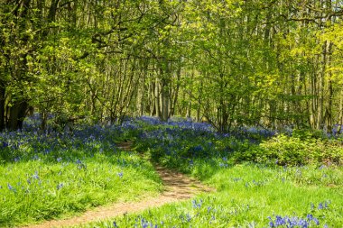 İngiltere 'de bahar gününde güzel BlueBell çiçekleri.