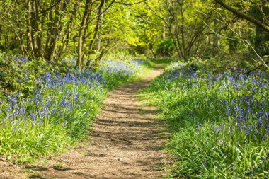 İngiltere 'de bahar gününde güzel BlueBell çiçekleri.