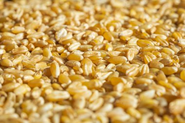 Buğday dokusu arkaplanı kapat.