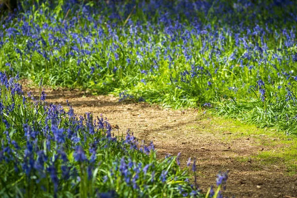 Beautiful Bluebell Flowers Spring Day England — стоковое фото