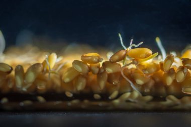 Cam tepsinin içinde filizlenmiş buğday filizleri..