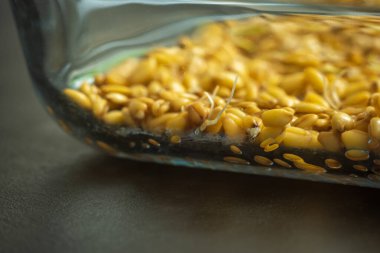 Cam tepsinin içinde filizlenmiş buğday filizleri..