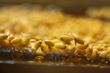 Cam tepsinin içinde filizlenmiş buğday filizleri..