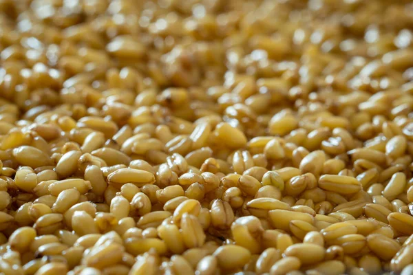 Brotes Grano Trigo Germinado Textura Fondo Plano Vista Aérea Primer — Foto de Stock