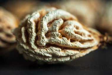 Nektarin tohumu yakın plan..