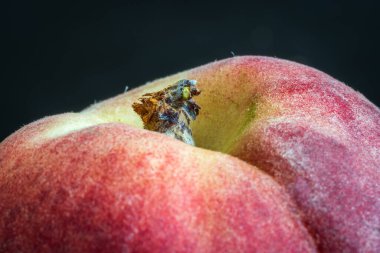 Olgun tek şeftali meyvesi yakın plan..