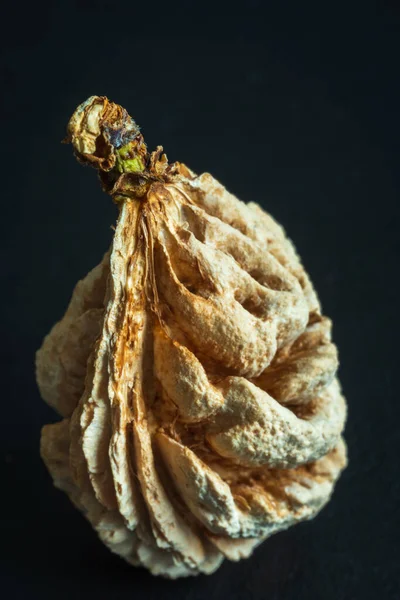 Nectarine Fruit Stone Seed Closeup — Stock Photo, Image