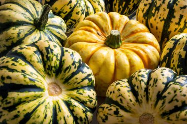 Ripe squash pumpkins background closeup.