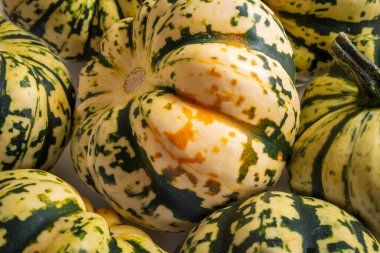 Ripe squash pumpkins background closeup.