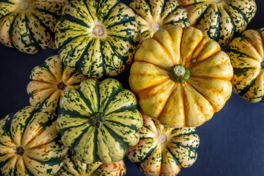 Ripe squash pumpkins background closeup.