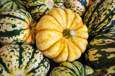 Ripe squash pumpkins background closeup.