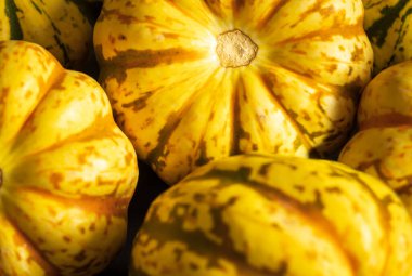 Ripe squash pumpkins background closeup.