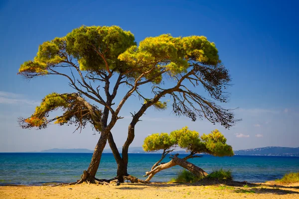 Pins au bord de la plage — Photo