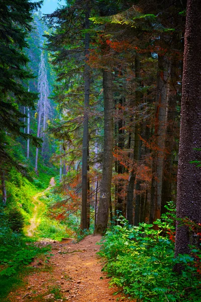 Forest trail — Stock Photo, Image