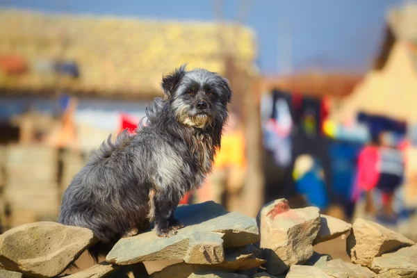 Streunender Hund auf Steinzaun — Stockfoto