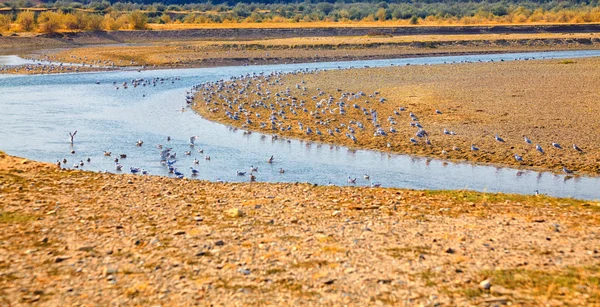 Seagulls on Buzau riverbank — Stock Photo, Image