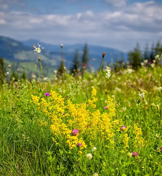 Sommerlandschaft in den Cahlauer Bergen — Stockfoto