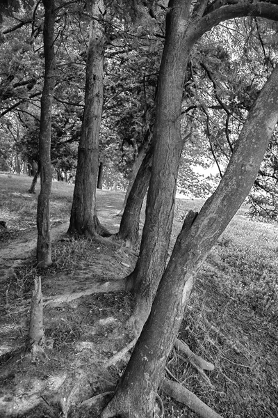 Troncos de árvores — Fotografia de Stock