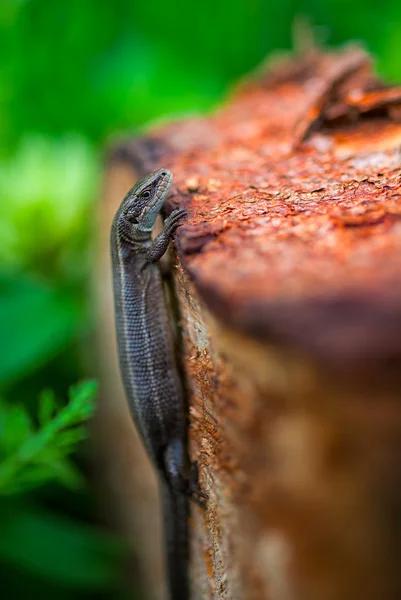 Lagarto vivíparo — Fotografia de Stock