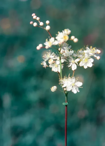 Filipendula vulgaris —  Fotos de Stock