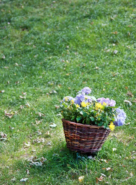 Basket flowers grass — Stock Photo, Image