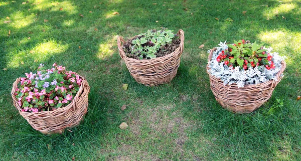 Basket flowers grass — Stock Photo, Image