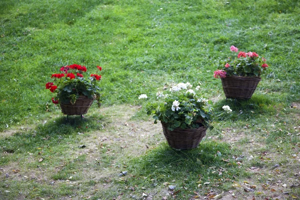 Baskets flowers grass — Stock Photo, Image